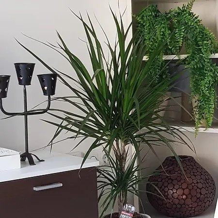 Apartman Pabostria Media